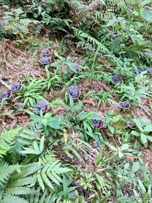 崇左农凯峰的灵芝种植致富密招：灵芝种植+乡村旅游