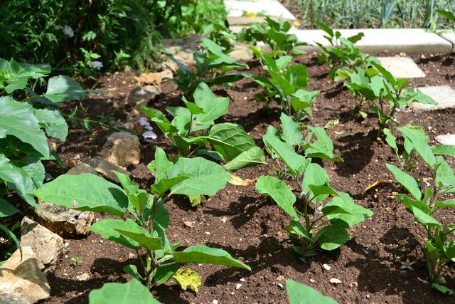 茄子种植要求深栽，这与农谚“茄子深了光掉蛋”的说法是否矛盾