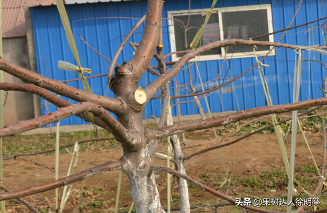 种植大樱桃的你无论折腾什么树形，这些方法学会才能出彩有亮点