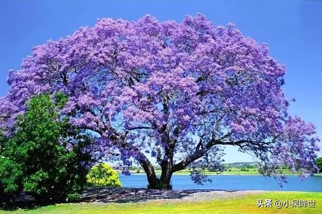 云南昆明蓝花楹烂漫生长，你知道蓝花楹这种花吗？