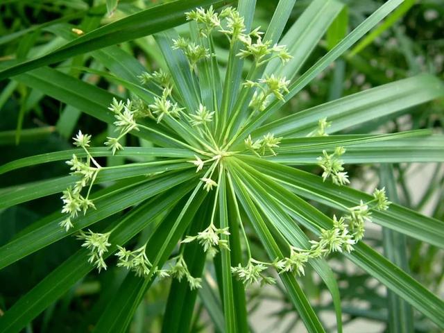 这个除草剂更厉害，杂草1天中毒，2天彻底死干净，3天即可种庄稼