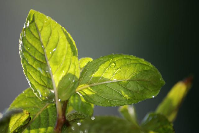 薄荷是怎样种植的？有这几种繁殖方式和流程