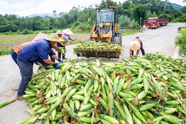 规范玉米种植技术,保障玉米增产增收