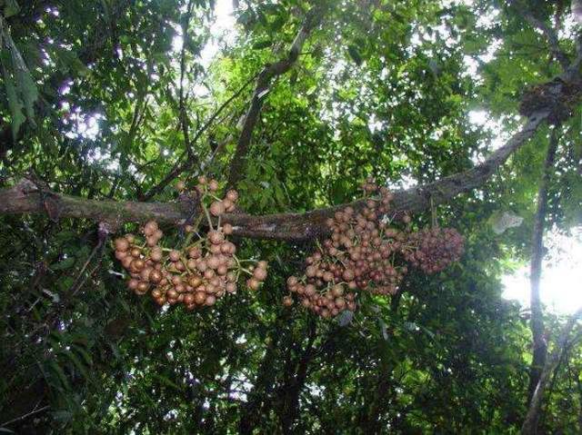 植物中最特殊的一种类群，它们必须依附在它物上才能生长