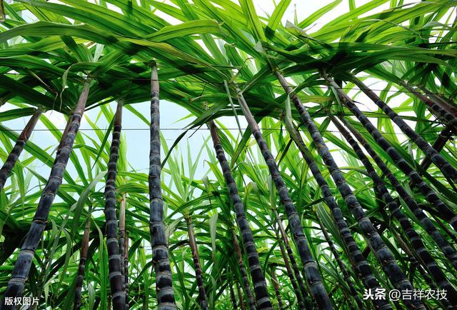 甘蔗种植技术要点，轻松获得甜度高，产量高的甘蔗