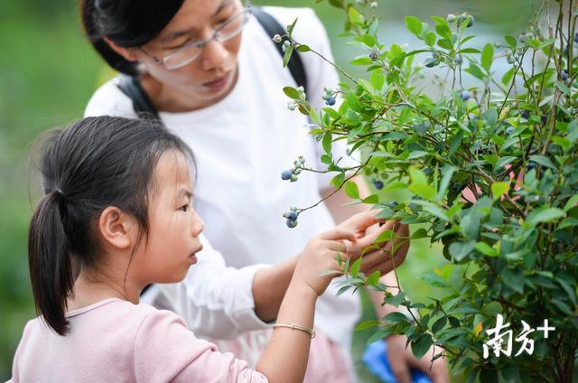 清远有4个蓝莓基地五一开门迎客，了解一下！