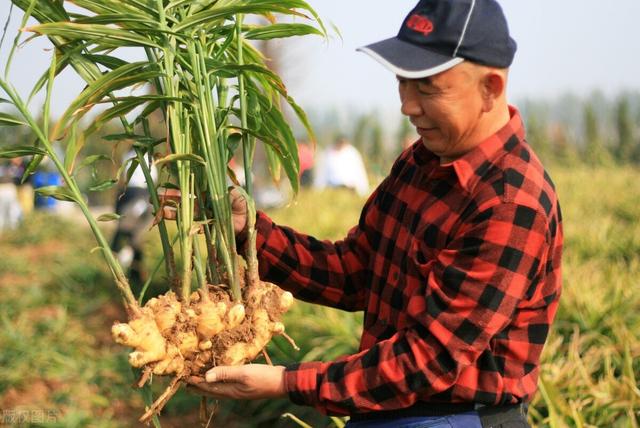 生姜种植新技术，生姜种植时间，生姜应该如何施肥