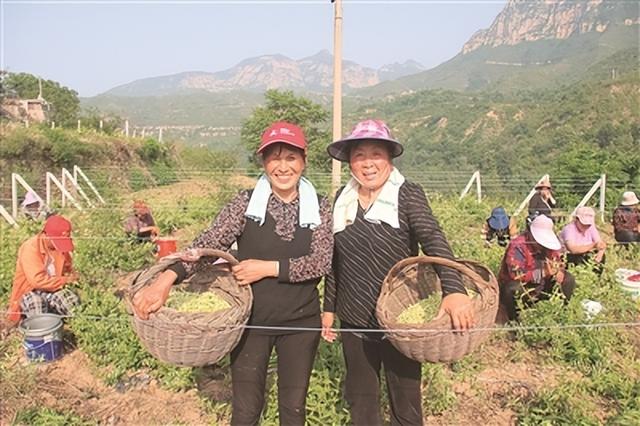 金银花变身“致富花” 山西平顺县石城镇东庄村产业致富小记