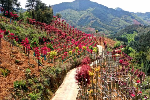 桂林：中国梦追梦人｜种植红枫闯出致富路的陈立桥