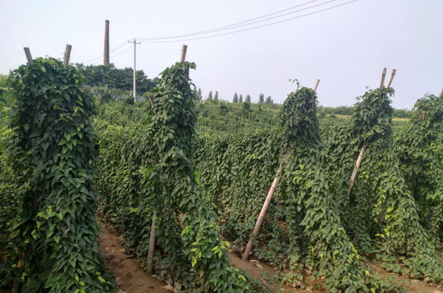 铁棍山药的种植技术以及市场前景