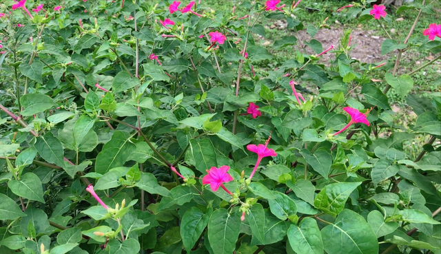 “胭脂花”只当观赏太可惜！叶子和根还有这妙用，快来一起了解下