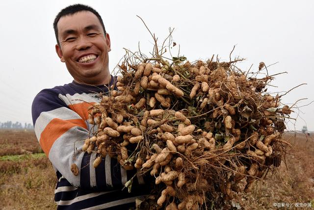 花生种植时间和生长期，带你了解一下！