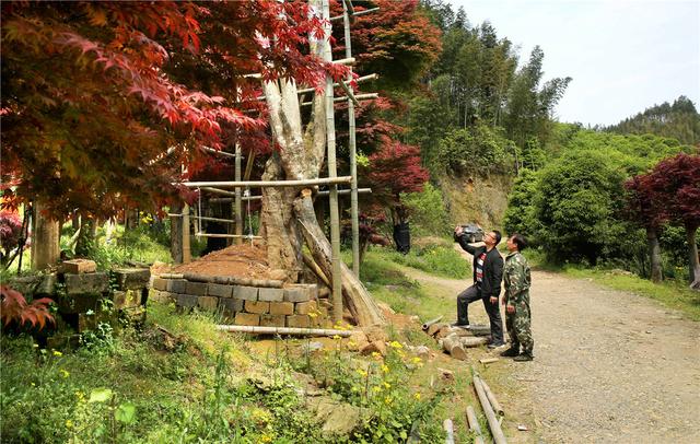 桂林：中国梦追梦人｜种植红枫闯出致富路的陈立桥