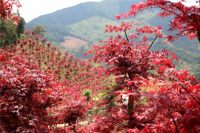 桂林：中国梦追梦人｜种植红枫闯出致富路的陈立桥