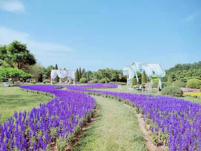 揭秘世界花卉大观园三大“镇园植宝”，树龄相加超1000岁