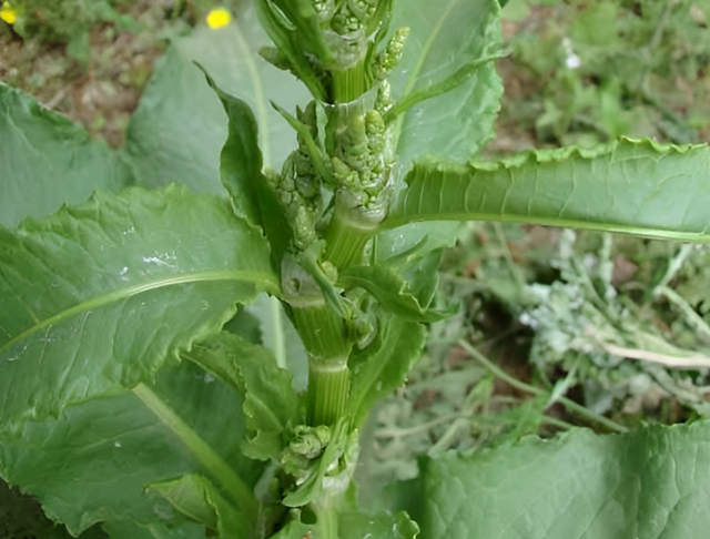 俗称“长寿菜”，大街小巷常见，农村更多，年年被挖走，十分珍贵