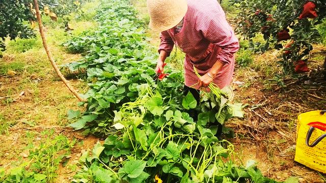 秋天红薯叶农村遍地都是，随手摘一些回来，上锅蒸一蒸，鲜香美味