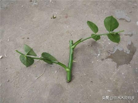 繁殖月季快速生根，多种方法任你选，做绿手指，养月季不花一分钱