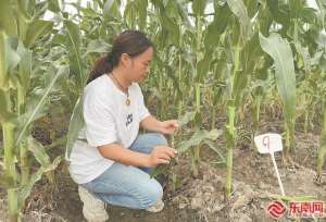 福建玉米种植时间(福建：玉米入闽“闯关记”)