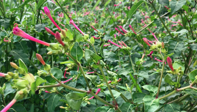 “胭脂花”只当观赏太可惜！叶子和根还有这妙用，快来一起了解下