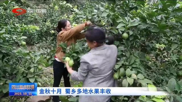 四川新闻联播丨金秋十月 蜀乡多地水果丰收