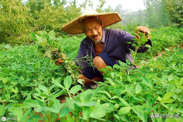 乡亲们，一定要学花生地膜覆盖栽培，这样收成才好