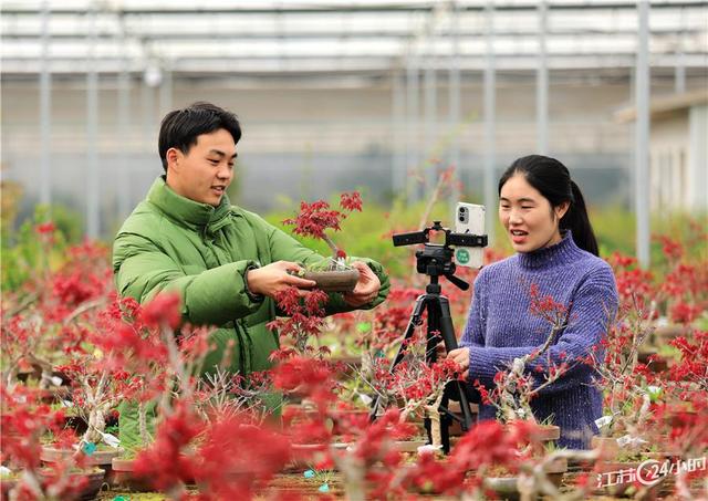 江苏24小时·滚动推送｜太仓市：气雾立体栽培芹菜一年收7茬 亩产5500公斤