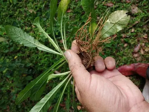 人称“草鞋底”，根有独特香味，民间常用来煲汤，见到记得挖回家