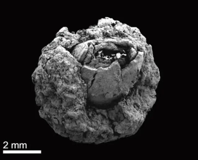 余姚一遗址发现大量橡子果实，7000年前河姆渡遗址也出土了成堆橡子！