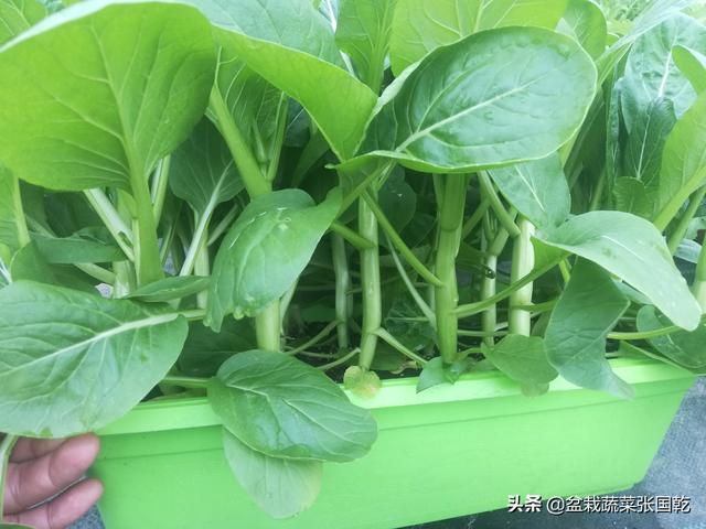 盆栽蔬菜行业2020年现状分析报告，为农业创业人提供参考数据