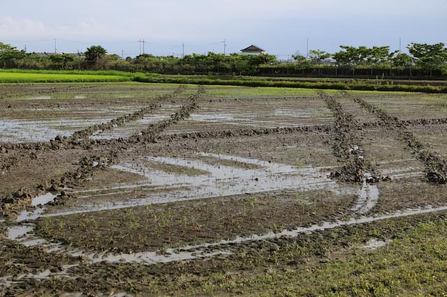 「大豆播种方法」适宜的时间、播种量、深度和初生点