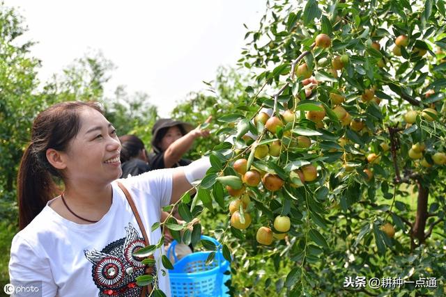 鲜食大枣栽培管理技术