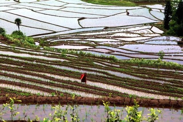 成都户外：走，去距离成都超近的3000亩梯田，休闲徒步摘野菜