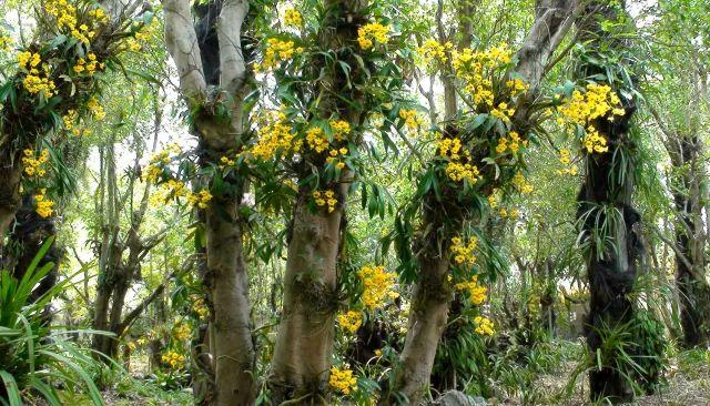 罗湖有片800亩兰花谷闲人难进！“植物大熊猫”大批内部美照流出