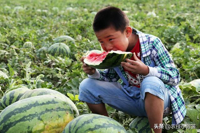 西瓜有哪些种植管理技巧？怎样才能种出高产优质的好西瓜？