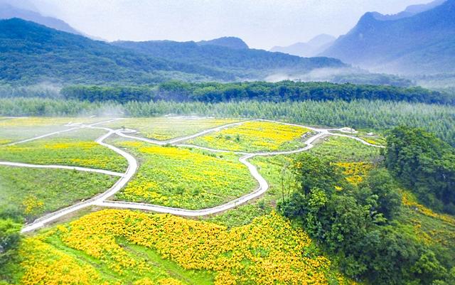 黄金菊花漫山遍野三千亩，它有一个不为人知的名字叫“黑心菊”