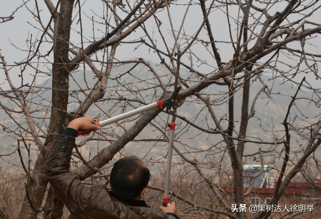 种植大樱桃的你无论折腾什么树形，这些方法学会才能出彩有亮点