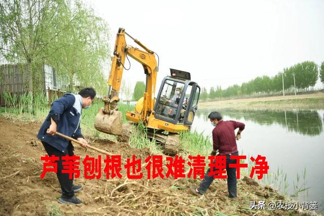 怎样杀死地里的芦苇和牛筋草？这几个除草剂配方专杀各类恶性杂草