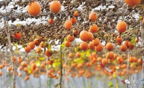 重磅！农村宅基地也能抵押贷款了！（文末有福利）