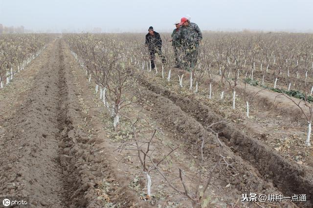 鲜食大枣栽培管理技术