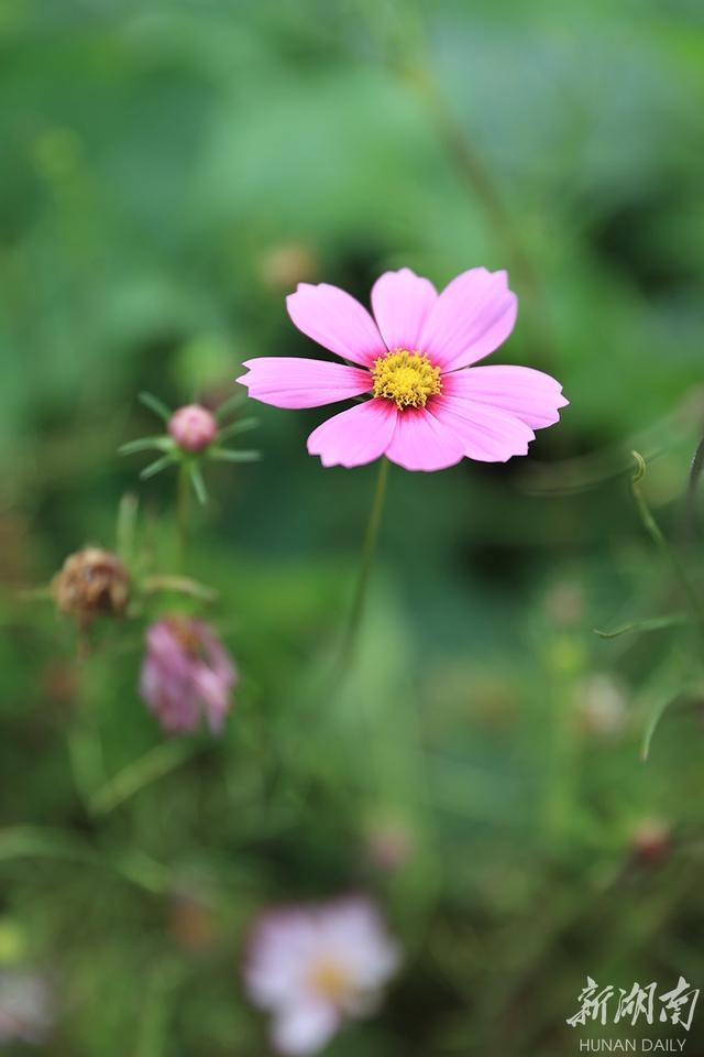 波斯菊