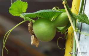 菜葫芦种植时间(文玩小葫芦种植注意：适时播种，经常搭架打顶闷尖)