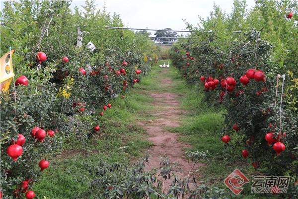 大理力角镇：栽下石榴树，长出“摇钱树”