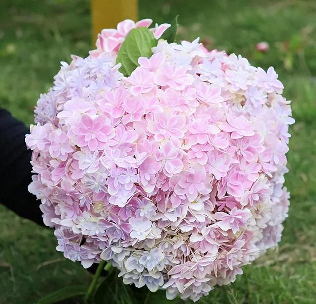 10月份过后，家里有这7种花的，要多晒太阳，才能花...