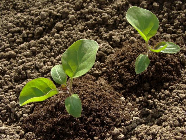 茄子种植要求深栽，这与农谚“茄子深了光掉蛋”的说法是否矛盾