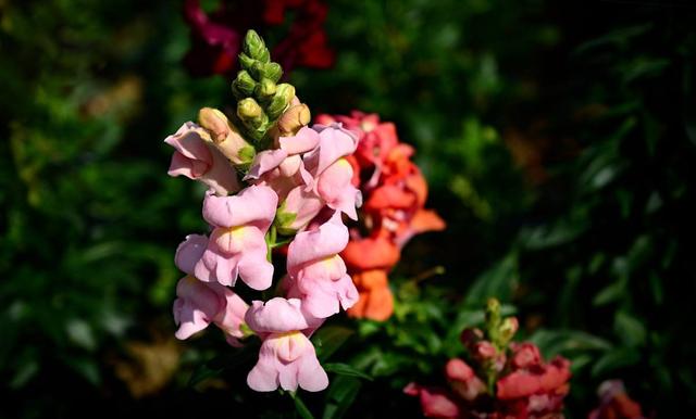 种了一棵“金鱼草”，枝条蹿得高挂着“金鱼花”，养几棵就是花海