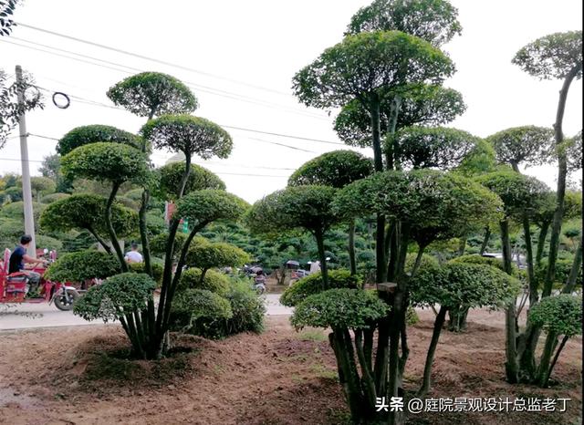 庭院常用高档植物—小叶女贞