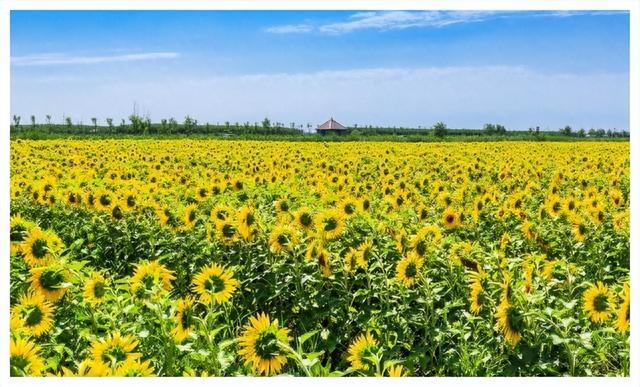 返乡青年去新疆包1000亩沙地种葵花籽，年入100万元，真有胆量