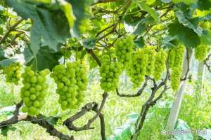 葡萄苗种植基地哪家好(「厚强葡萄苗基地」种植葡萄苗几年的最好？)