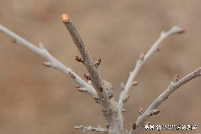 种植大樱桃的你无论折腾什么树形，这些方法学会才能出彩有亮点